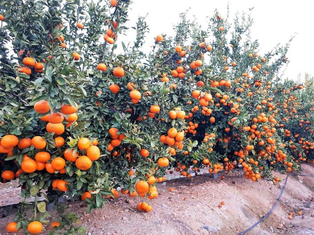 La mandarina Spring Sunshine alcanza las 500 hectáreas licenciadas en España, el 19,73 por ciento corresponden a la Región de Murcia - 1, Foto 1