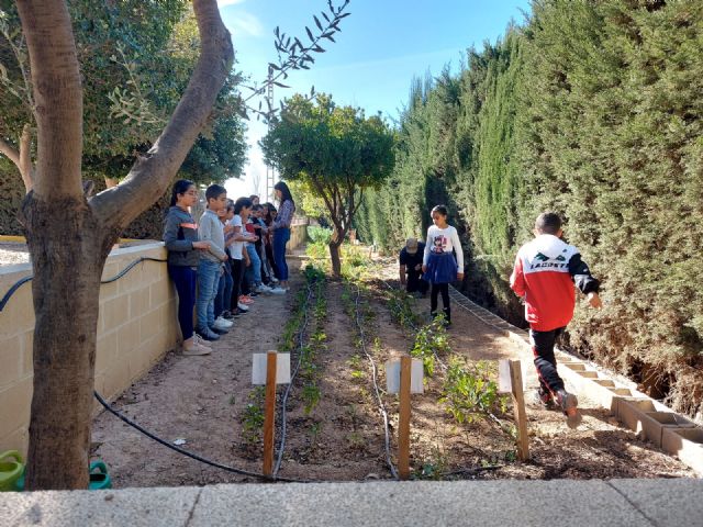 Los alumnos del colegio Hernández Ardieta de Roldán disfrutan de un nuevo huerto - 2, Foto 2