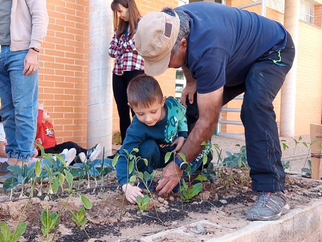 Los alumnos del colegio Hernández Ardieta de Roldán disfrutan de un nuevo huerto - 4, Foto 4