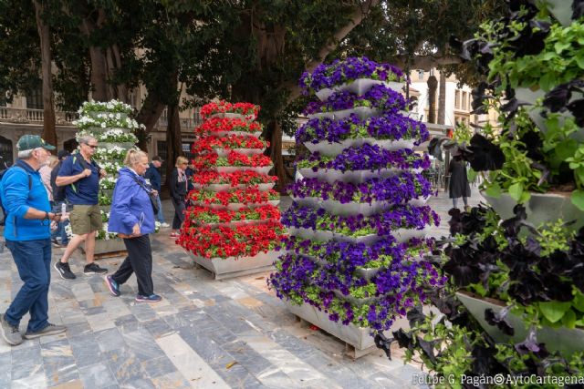 Cartagena planta más de 18.000 petunias con flores del color de las cofradías de Semana Santa - 1, Foto 1
