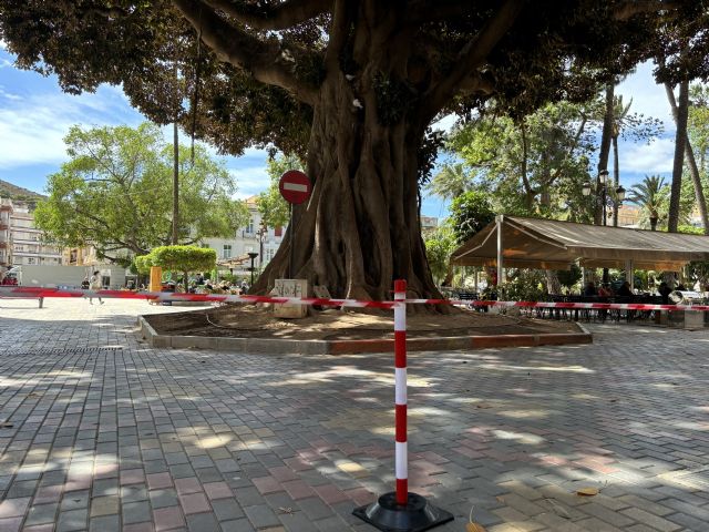 El Ayuntamiento procede al balizado de grandes árboles ante la alerta amarilla por fuertes rachas de viento - 1, Foto 1
