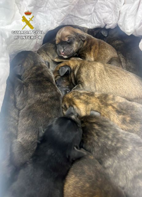 La Guardia Civil rescata a 11 cachorros de perro que iban a ser abandonados en un paraje de Cieza - 1, Foto 1