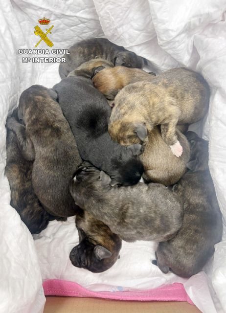 La Guardia Civil rescata a 11 cachorros de perro que iban a ser abandonados en un paraje de Cieza - 2, Foto 2