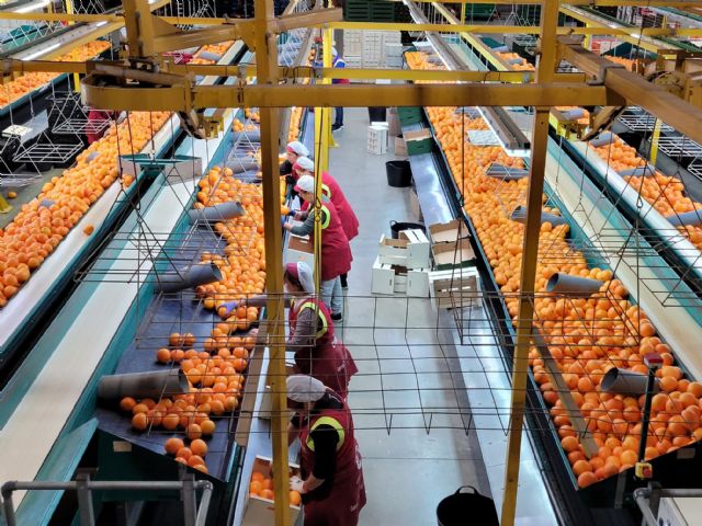 Las ventas del principal socio de cítricos de Anecoop alcanzan los 67 millones de euros - 1, Foto 1