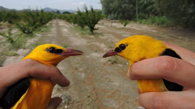 La biodiversidad del bosque del Segura permite anillar en un solo día 18 especies de aves - 1, Foto 1