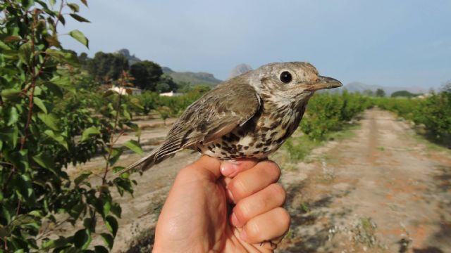 La biodiversidad del bosque del Segura permite anillar en un solo día 18 especies de aves - 2, Foto 2