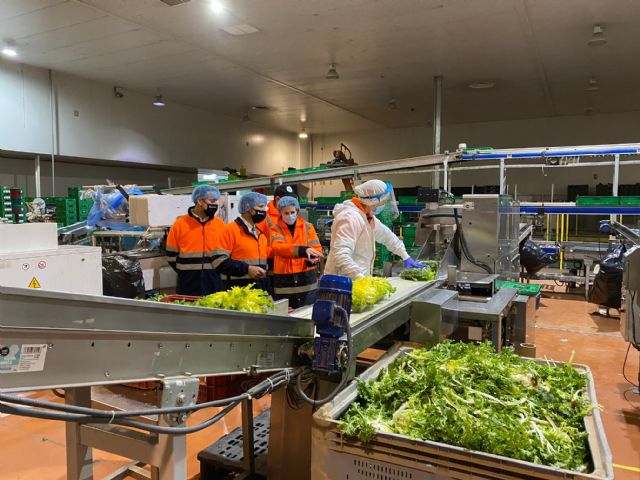 Agromediterránea exporta desde la Región de Murcia hortalizas frescas a 25 países de toda Europa - 3, Foto 3