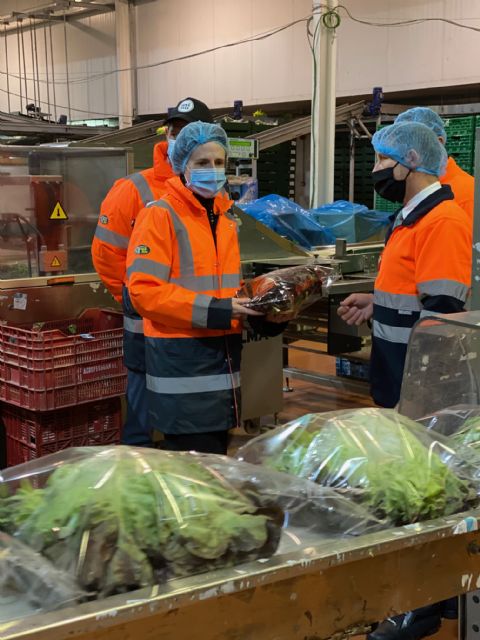 Agromediterránea exporta desde la Región de Murcia hortalizas frescas a 25 países de toda Europa - 4, Foto 4