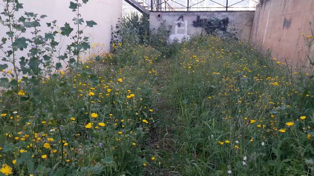 El PP exige el arreglo inmediato del recinto deportivo anexo al centro social de Río, que permanece plagado de excrementos, basura y maleza - 3, Foto 3