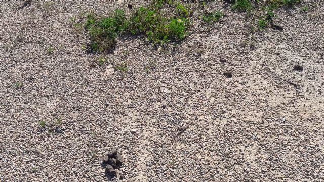 El PP exige el arreglo inmediato del recinto deportivo anexo al centro social de Río, que permanece plagado de excrementos, basura y maleza - 5, Foto 5
