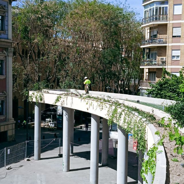 Finalizan los trabajos de ajardinamiento de la pérgola de la Plaza de la Universidad - 1, Foto 1