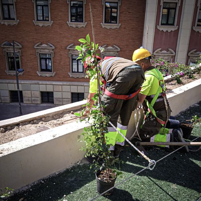 Finalizan los trabajos de ajardinamiento de la pérgola de la Plaza de la Universidad - 2, Foto 2