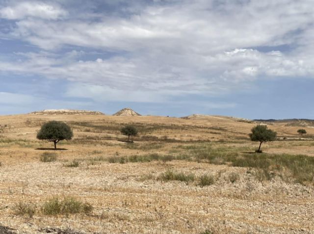 El Guadalentín propone un riego de socorro urgente para auxiliar a los miles de agricultores afectados por la sequía extrema que está arruinando los cultivos