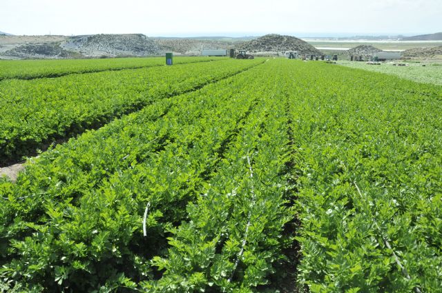 Agricultura comprueba la efectividad de un abono vegetal en cultivo de apio verde para obtener cosechas de mayor cantidad y calidad - 1, Foto 1