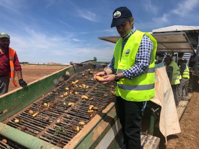 El consejero Miguel Ángel del Amor visita la empresa hortícola Behr para conocer el trabajo de recolección y envasado de la patata - 1, Foto 1