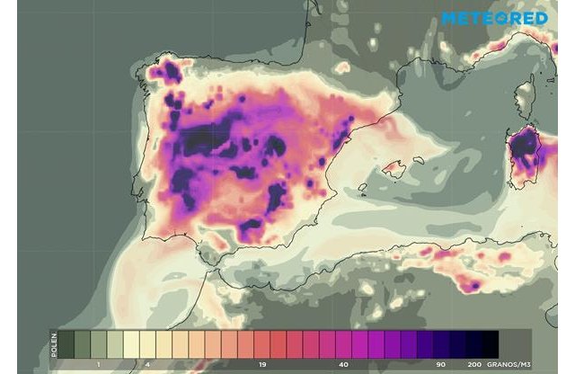 Durante la jornada del jueves se prevén altos índices de polen del olivo (>200) en puntos del interior peninsular., Foto 1