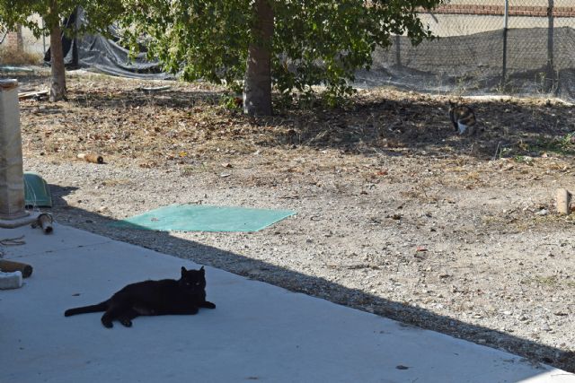 La atención y cuidado a los gatos centra una jornada de concienciación en el centro de protección de animales - 3, Foto 3