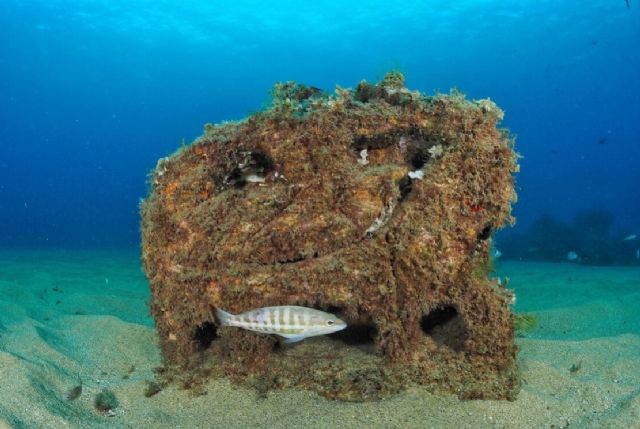 Ona Futura moviliza más de un millón de euros a través de cinco proyectos para proteger y regenerar el fondo marino del Mediterráneo - 2, Foto 2
