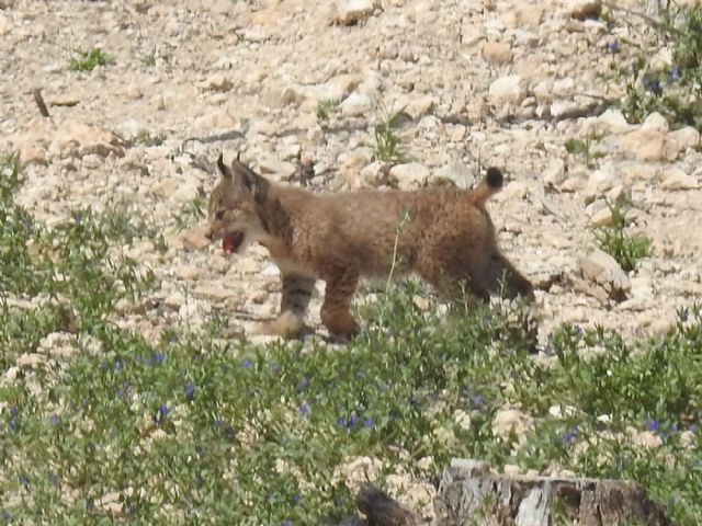 Nacen los dos primeros cachorros de lince ibérico en la Región de Murcia - 1, Foto 1