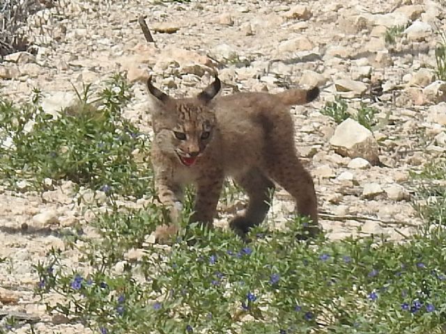Nacen los dos primeros cachorros de lince ibérico en la Región de Murcia - 2, Foto 2