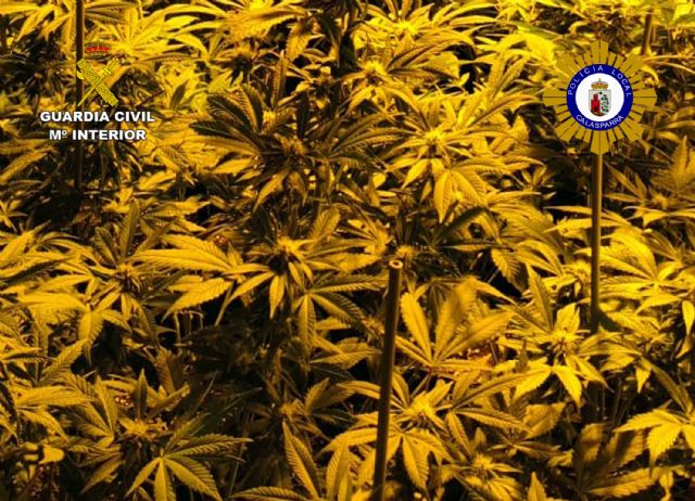 Desmantelan en Calasparra un grupo delictivo que cultivaba gran cantidad de marihuana - 2, Foto 2