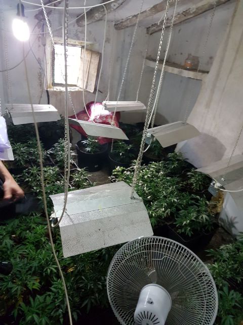 La Policía Local interviene 181 plantas de Cannabis Sativa y detiene a 2 personas por un presunto delito de tráfico de drogas - 1, Foto 1