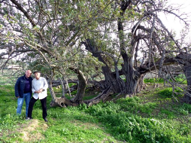 IU-V exige celeridad en la protección de los ejemplares presentes en el Catálogo de Árboles Monumentales de Lorca - 1, Foto 1