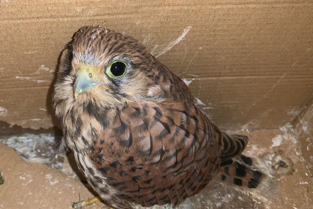 Rescatan una cría de cernícalo en la zona de nueva Santa Lucía - 1, Foto 1