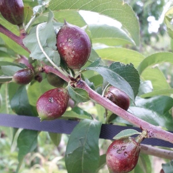 Agroseguro inicia el pago de las indemnizaciones por los daños en fruta y plátano - 1, Foto 1