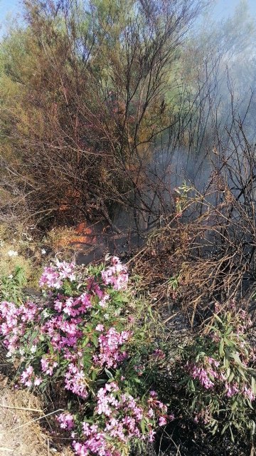 Conato el incendio de cañas en zona del río Argos (Calasparra) - 3, Foto 3