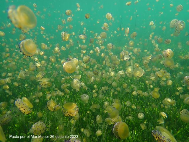 Fotografía de medusas Cotylorhiza tuberculata (huevo frito) en el Mar Menor. 26 de junio de 2023. Pacto por el Mar Menor, Foto 1