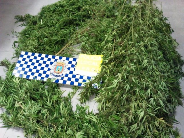 La Policía Local desmantela una plantación de marihuana en Avilés, interviene 83 plantas y detiene a su propietario - 1, Foto 1
