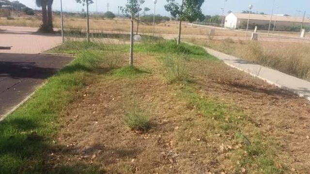 Cs: el abandono de los parques ha obligado a algunos vecinos de Los Belones a asumir labores de jardineros - 2, Foto 2