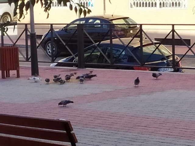 Saorín recuerda que está prohibido dar comida a los animales callejeros - 1, Foto 1