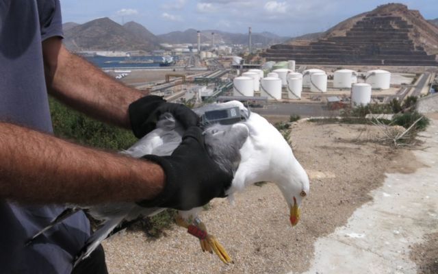 Islas e islotes del puerto de Cartagena: laboratorios al aire libre para la conservación de la biodiversidad - 1, Foto 1