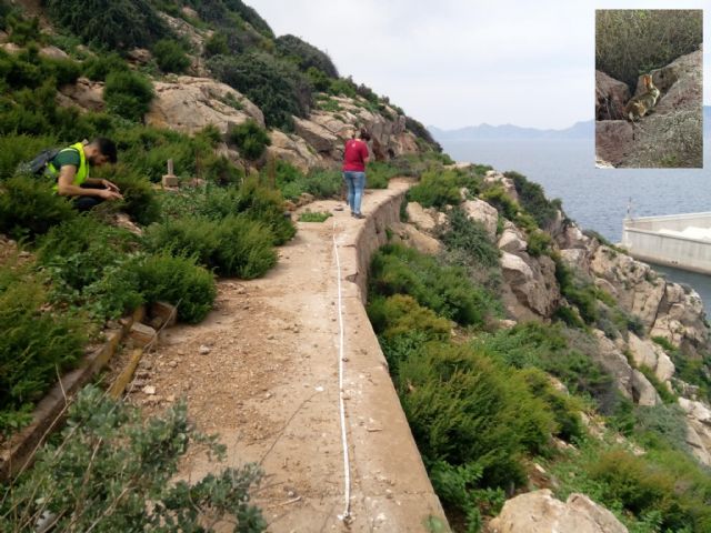 Islas e islotes del puerto de Cartagena: laboratorios al aire libre para la conservación de la biodiversidad - 2, Foto 2