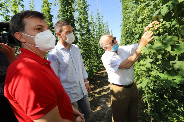 Estrella de Levante impulsa el cultivo del lúpulo en el Noroeste como una alternativa al sector agrario de la Región - 2, Foto 2