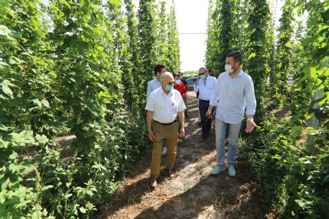 Estrella de Levante impulsa el cultivo del lúpulo en el Noroeste como una alternativa al sector agrario de la Región - 3, Foto 3