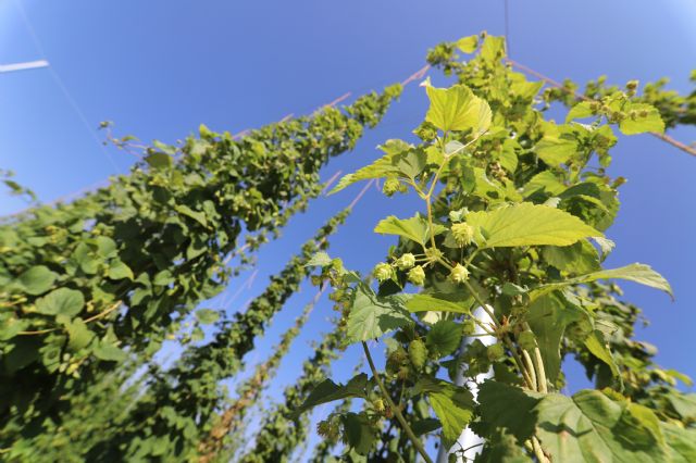 Estrella de Levante impulsa el cultivo del lúpulo en el Noroeste como una alternativa al sector agrario de la Región - 4, Foto 4