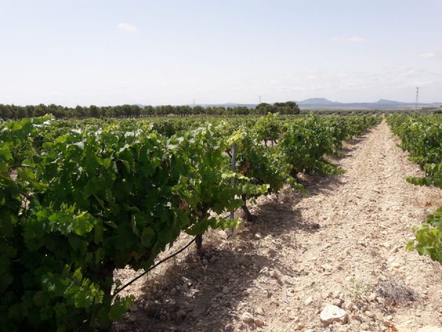 Resultados del proyecto: Calidad y diferenciación como claves de la competitividad vitivinícola - 2, Foto 2