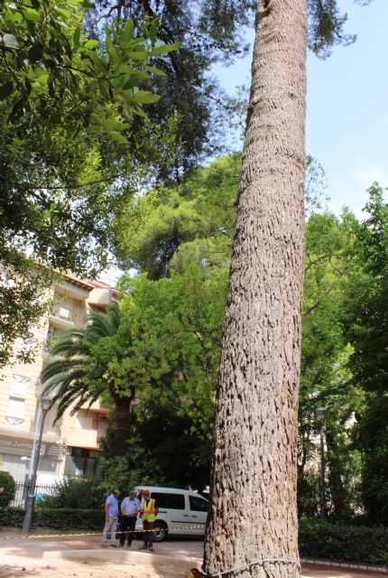 La Concejalía de Jardines inicia trabajos de conservación de varios árboles ornamentales - 1, Foto 1