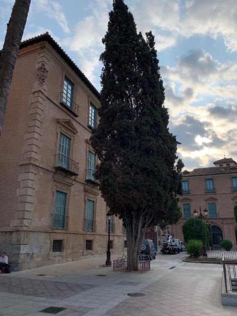 El equipo de Gobierno basa toda su estrategia de protección y mantenimiento de zonas verdes en la plantación masiva de macetas - 1, Foto 1