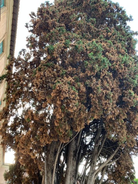 El equipo de Gobierno basa toda su estrategia de protección y mantenimiento de zonas verdes en la plantación masiva de macetas - 2, Foto 2