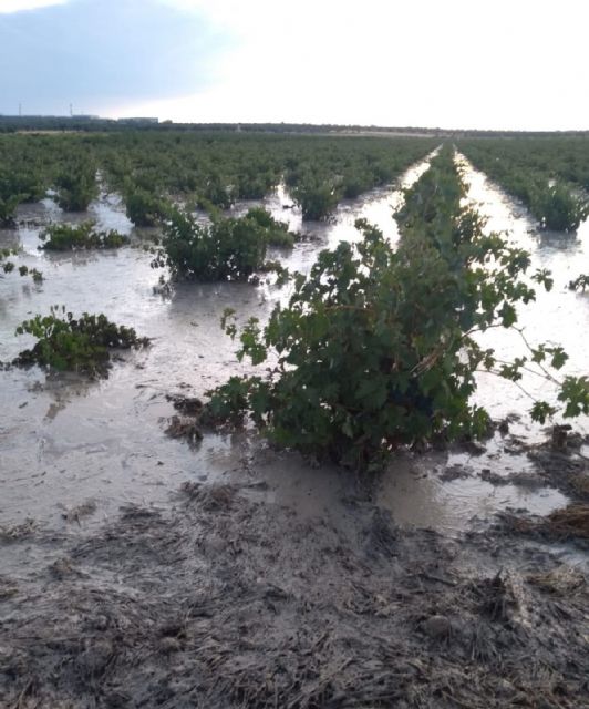 Todos los daños ocasionados por las tormentas de las últimas horas están cubiertos por el seguro agrario - 1, Foto 1