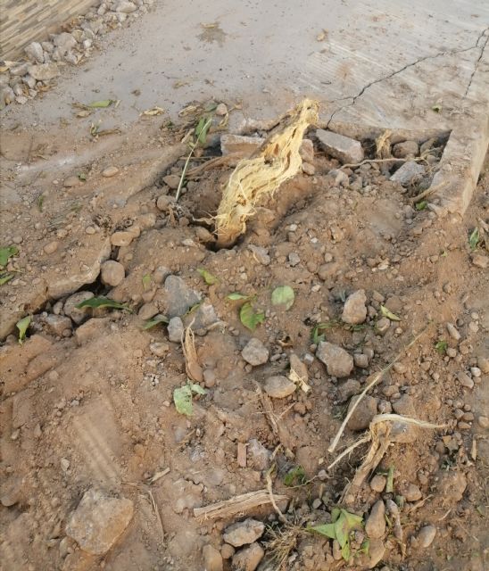 Tiran los árboles que cortaron en la calle Isaac Albéniz a un solar que utilizan como vertedero ilegal - 2, Foto 2
