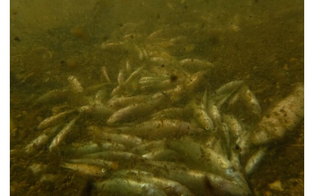 Greenpeace insiste en que se persiga penalmente a quienes han matado al Mar Menor - 1, Foto 1