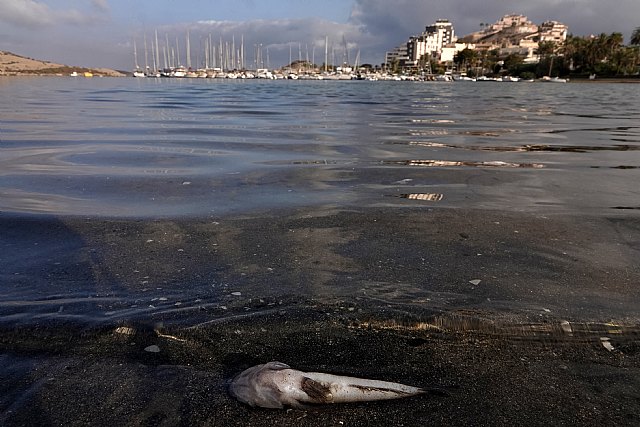 SOS Mar Menor: UATAE recuerda que el grave deterioro medioambiental pone en peligro la actividad económica y el empleo de la zona - 1, Foto 1
