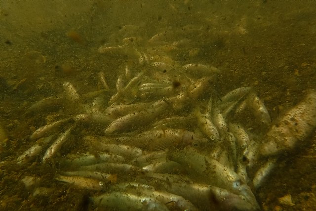 SOS Mar Menor: UATAE recuerda que el grave deterioro medioambiental pone en peligro la actividad económica y el empleo de la zona - 3, Foto 3