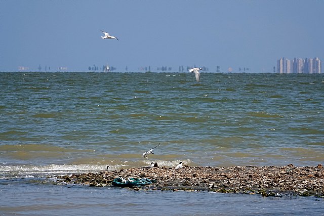 SOS Mar Menor: UATAE recuerda que el grave deterioro medioambiental pone en peligro la actividad económica y el empleo de la zona - 4, Foto 4