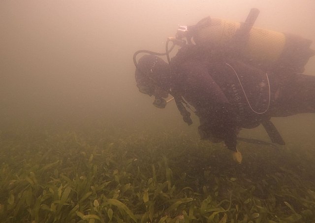 ANSE y WWF constatan que la vegetación del Mar Menor empieza a morir - 1, Foto 1